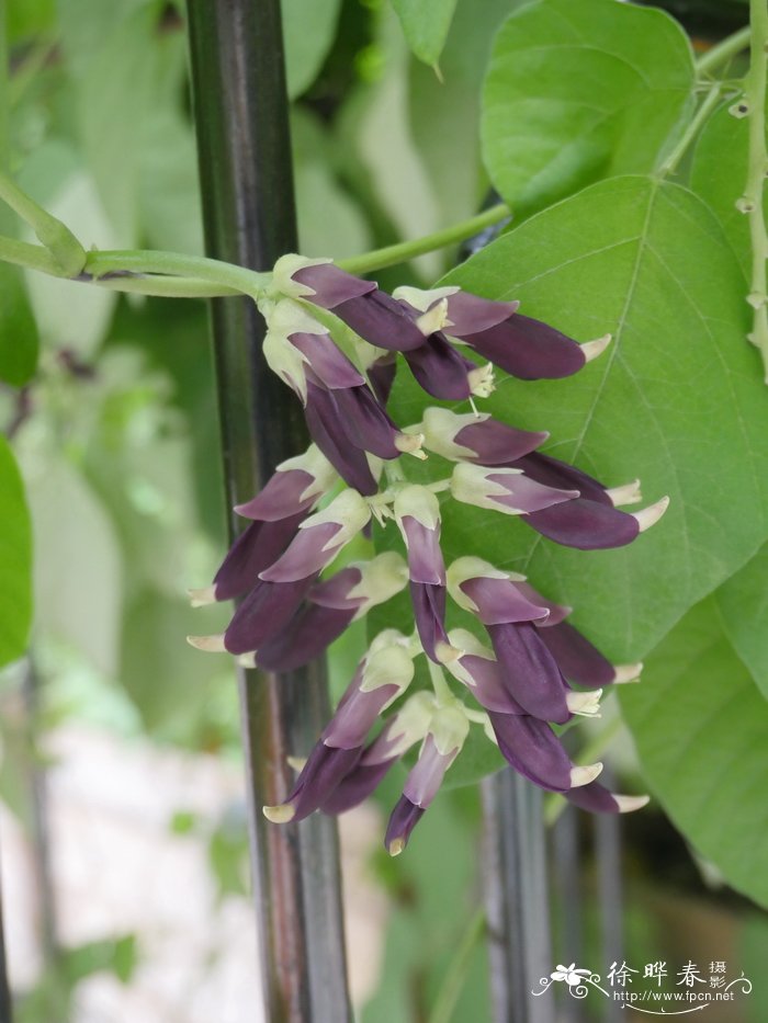 狗爪豆、黧豆Mucuna pruriens var. utilis