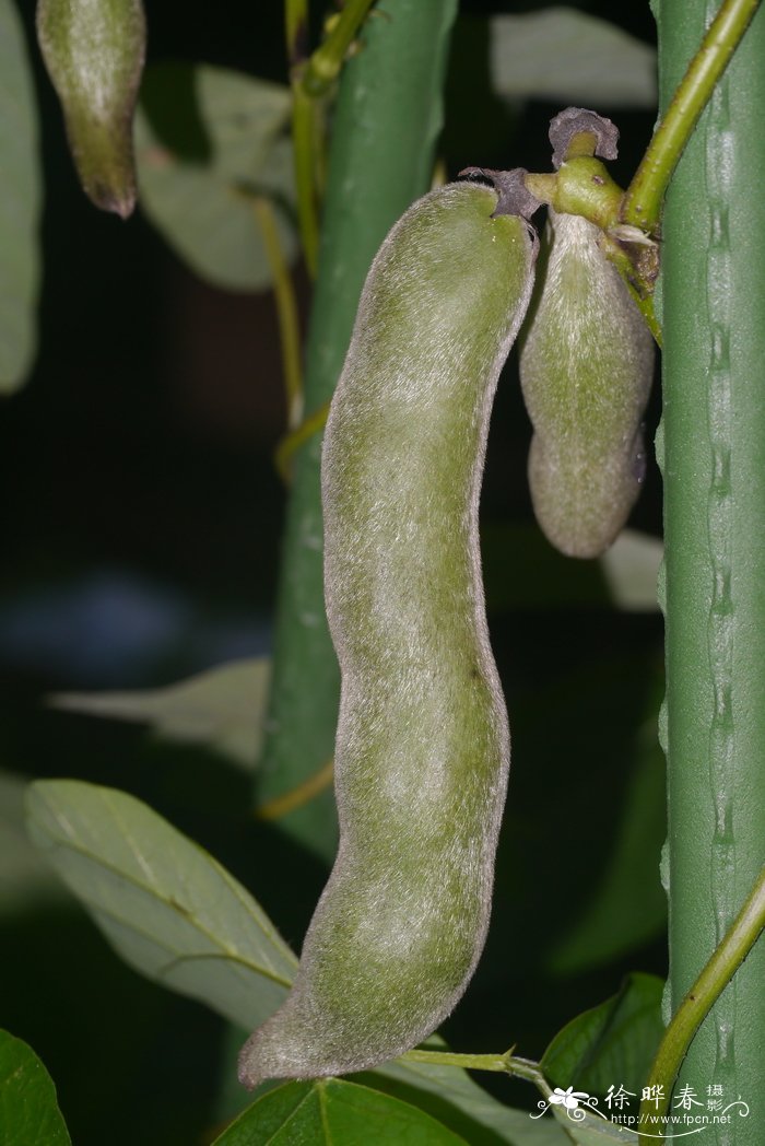 狗爪豆、黧豆Mucuna pruriens var. utilis