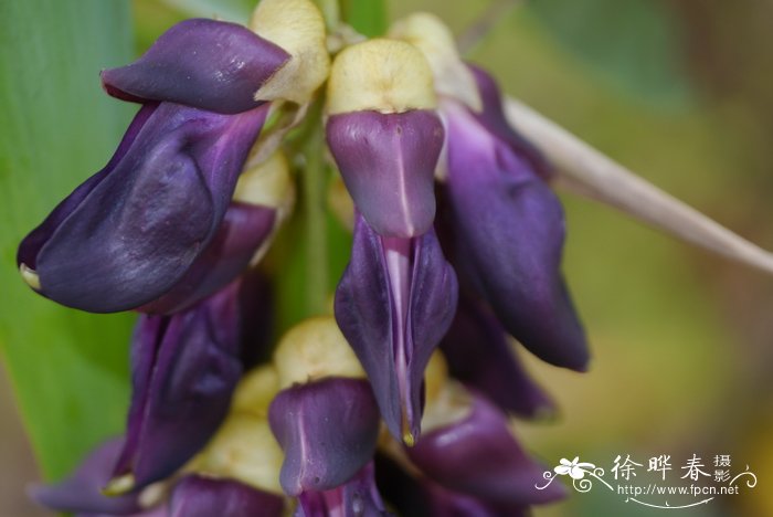 刺毛黧豆Mucuna pruriens