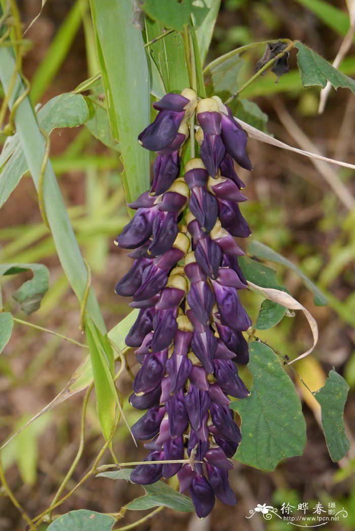 刺毛黧豆Mucuna pruriens