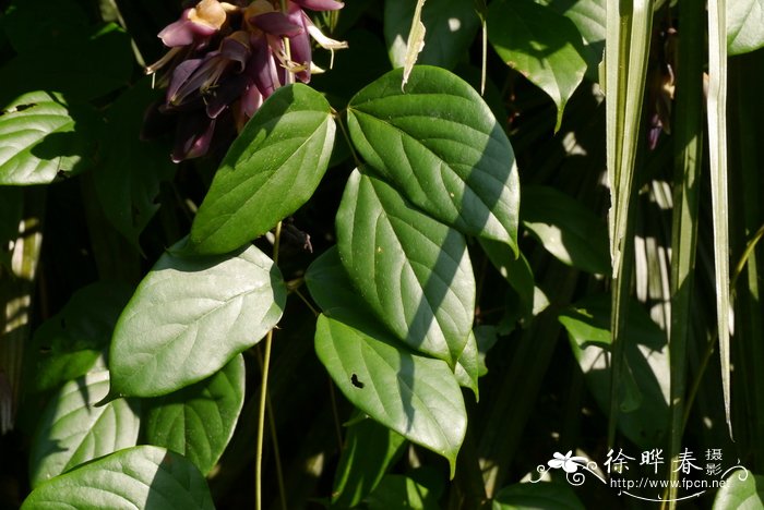 卷翅荚油麻藤Mucuna revoluta