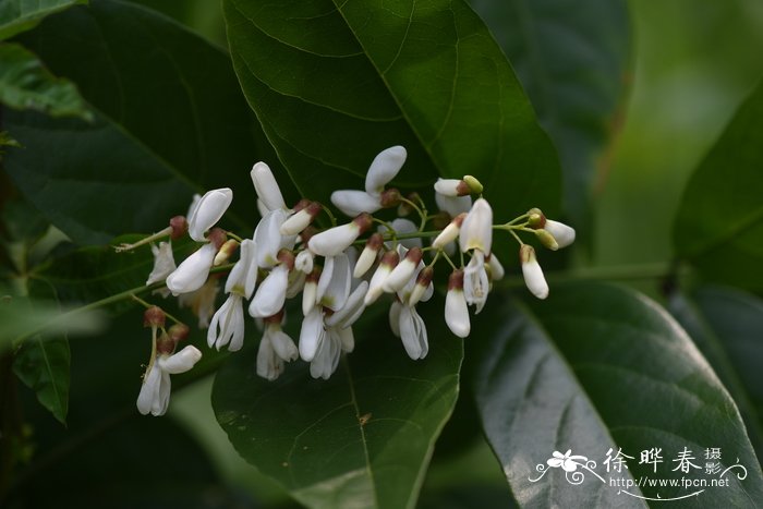 白花鱼藤Derris albo-rubra