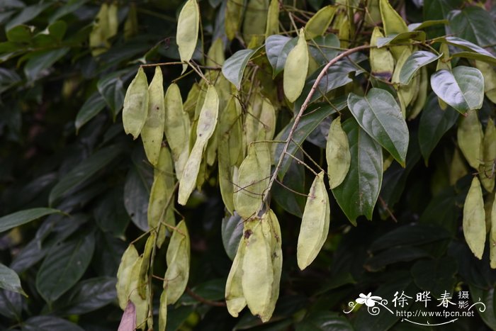 蝶形花科鱼藤属  密锥花鱼藤derris thyrsiflora