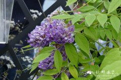 ‘紫长木’矮紫藤Wisteria frutescens ‘Longwood Purple’