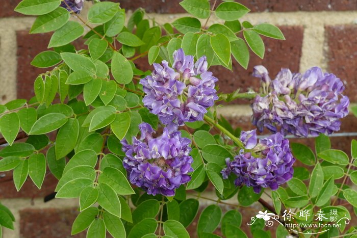 ‘紫长木’矮紫藤Wisteria frutescens ‘Longwood Purple’