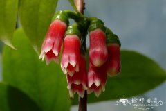 秀丽异药莓Dimorphanthera elegantissima