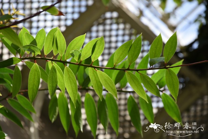 约瑟夫壁蕊莓Satyria warszewiczii