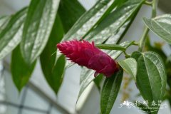 美苞艳苞莓 Cavendishia callista
