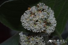 斜翼Plagiopteron suaveolens