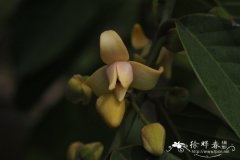 多花瓜馥木，黑风藤Fissistigma polyanthum