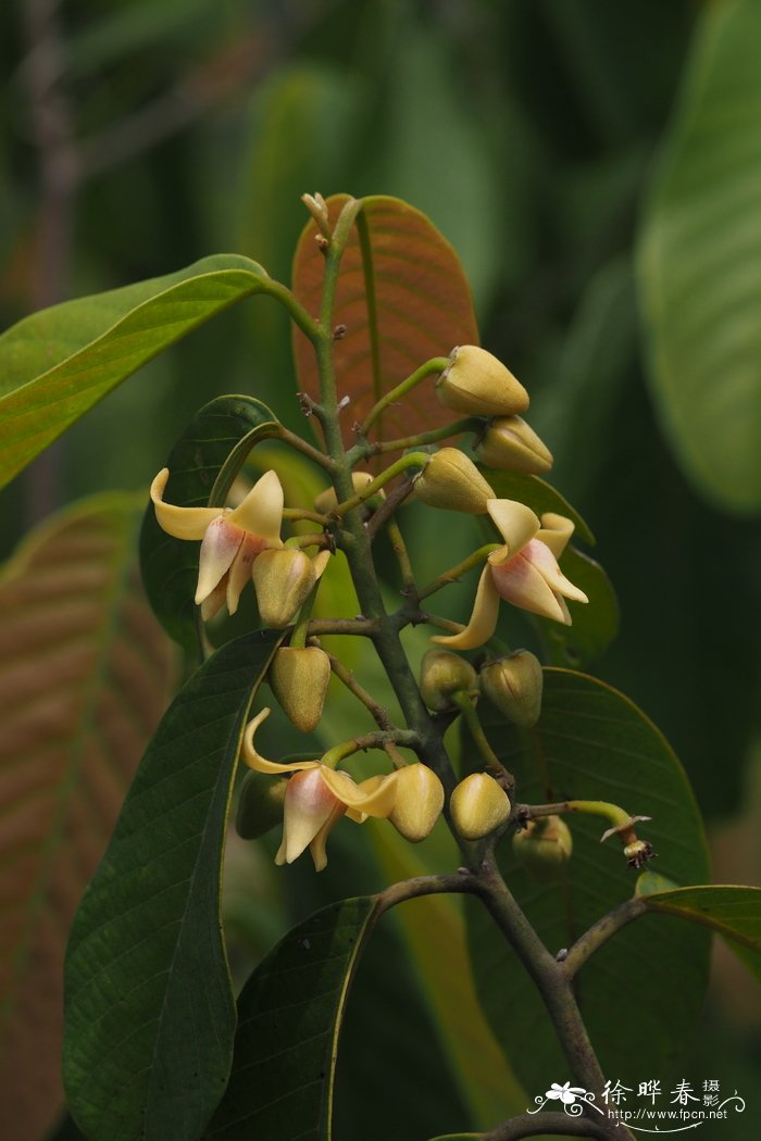 多花瓜馥木，黑风藤Fissistigma polyanthum