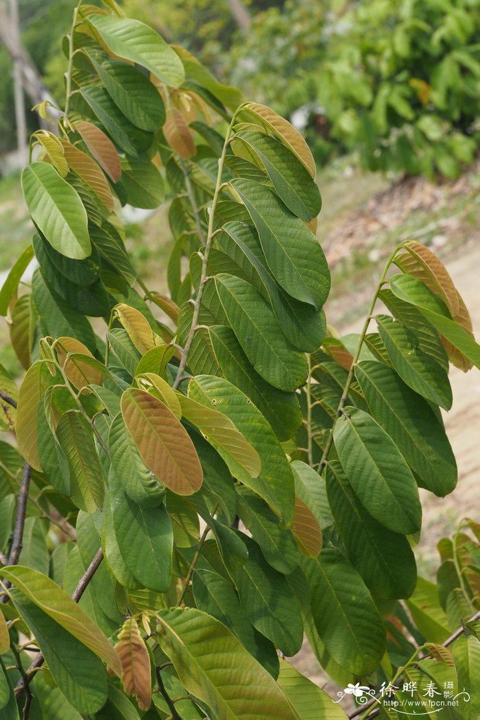 多花瓜馥木，黑风藤Fissistigma polyanthum