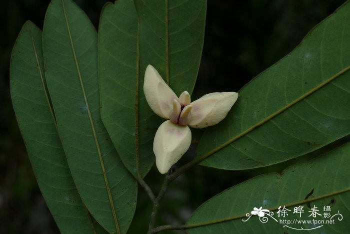 香港瓜馥木Fissistigma uonicum