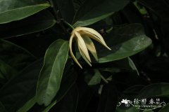 狭瓣鹰爪花Artabotrys hainanensis