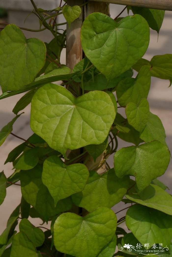 蝙蝠葛menispermum dauricum