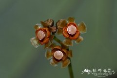 金线吊乌龟Stephania cephalantha