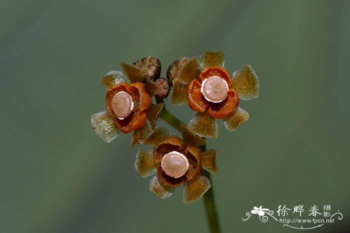 金线吊乌龟stephaniacephalantha