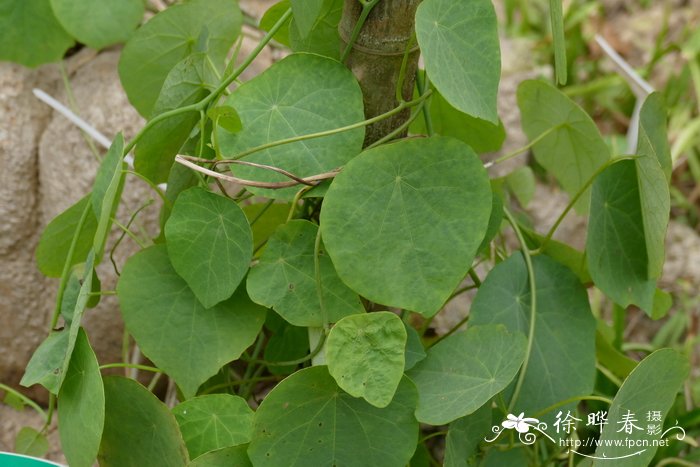 防己科千金藤属 广西地不容stephania kwangsiensis