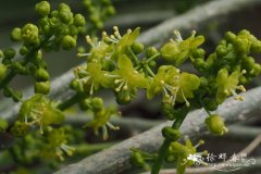 中华青牛胆、宽筋藤Tinospora sinensis