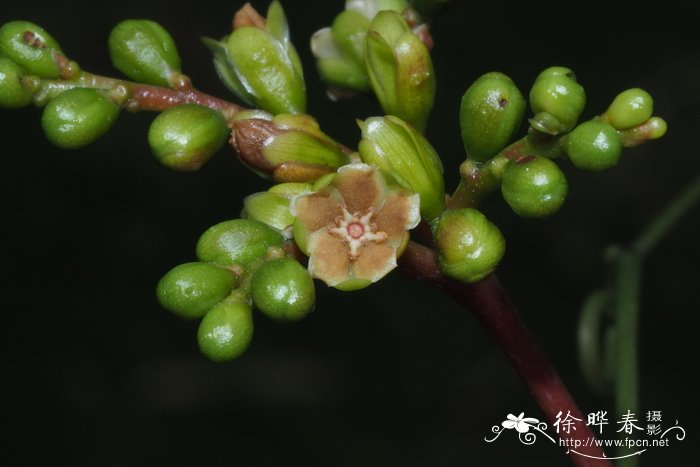 钩枝藤Ancistrocladus tectorius