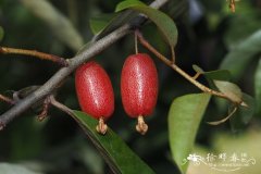 蔓胡颓子Elaeagnus glabra