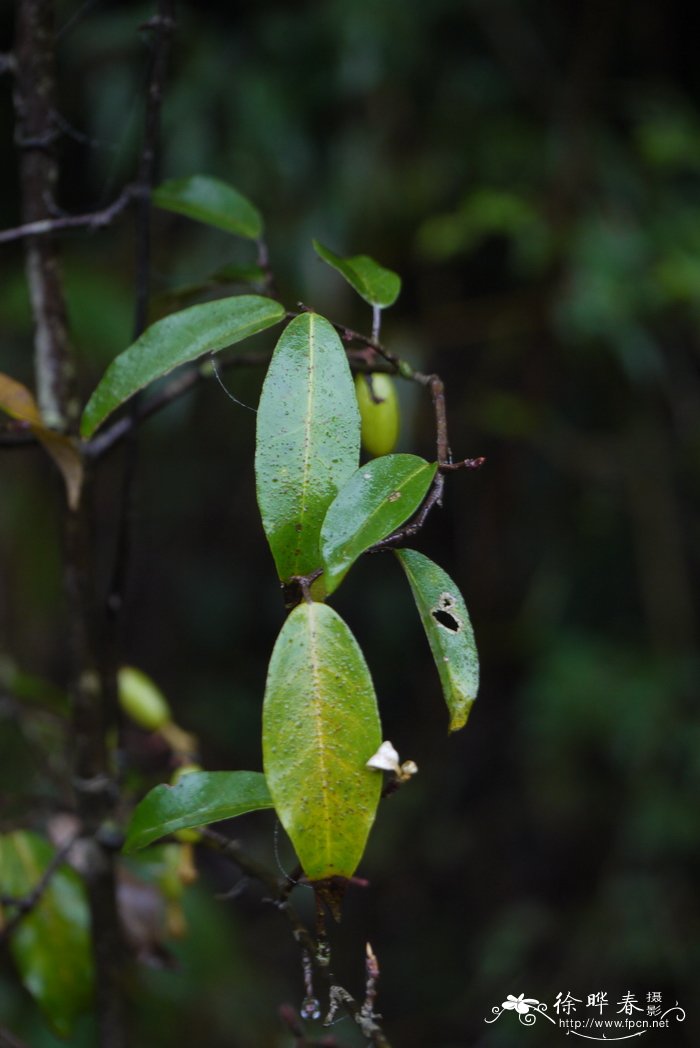鸡柏紫藤Elaeagnus loureiroi