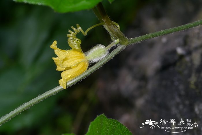 大苞赤瓟Thladiantha cordifolia