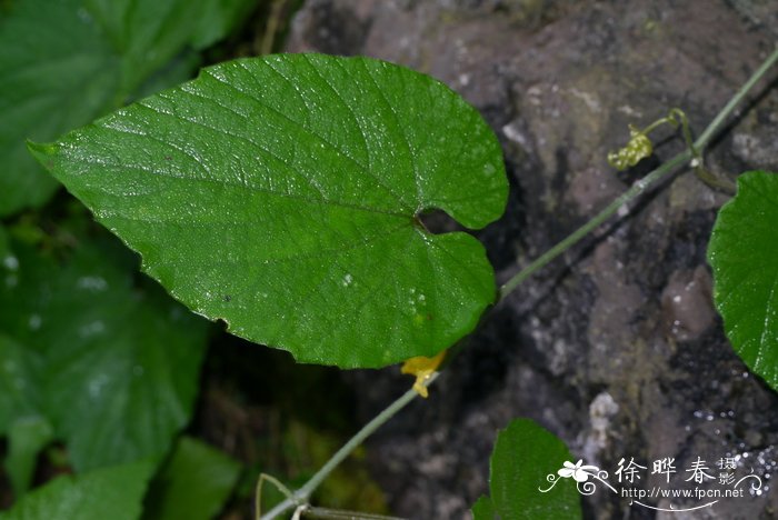 大苞赤瓟Thladiantha cordifolia