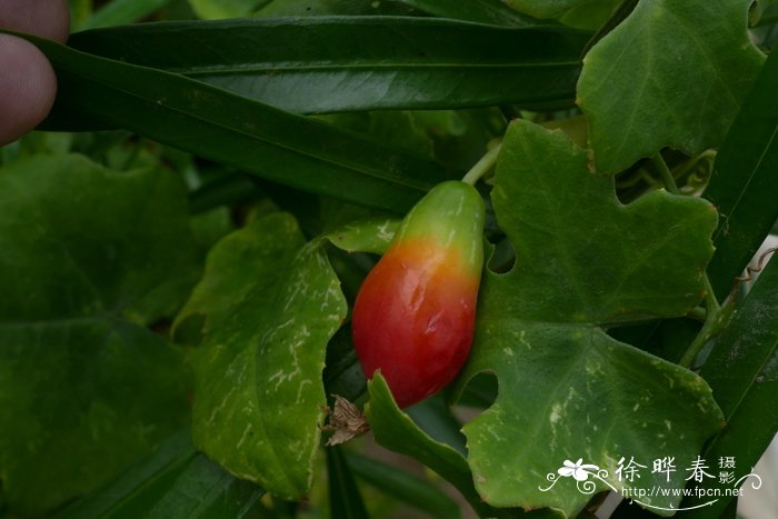 红瓜Coccinia grandis