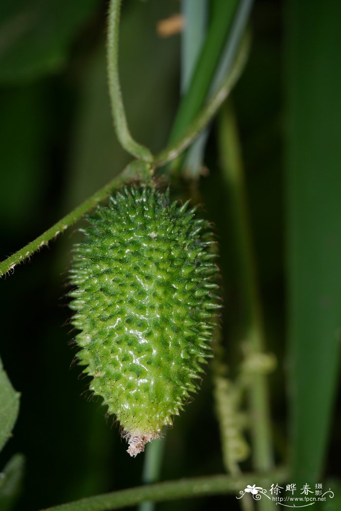 野黄瓜Cucumis hystrix