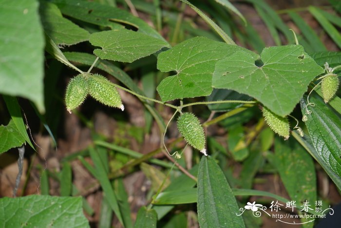 野黄瓜cucumishystrix