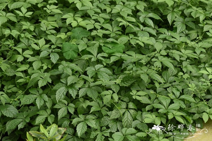 绞股蓝Gynostemma pentaphyllum