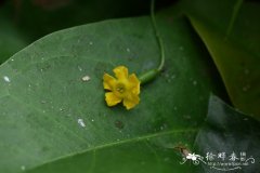 台湾马[瓜交]儿Zehneria mucronata