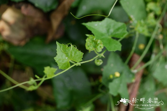 台湾马[瓜交]儿Zehneria mucronata