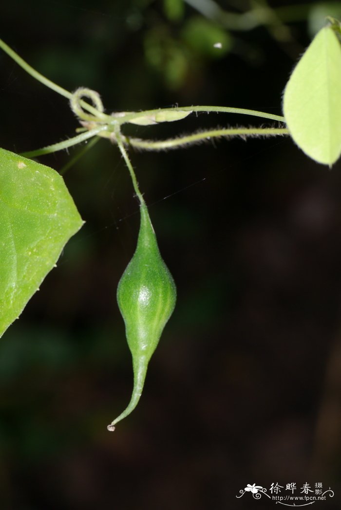 锤果马交儿Zehneria wallichii