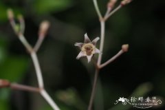 帘子藤Pottsia laxiflora