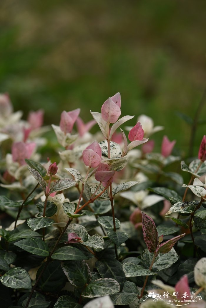 花叶'亚洲络石Trachelospermum asiaticum 'Variegatum'
