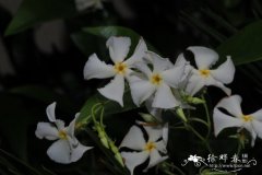 亚洲络石Trachelospermum asiaticum