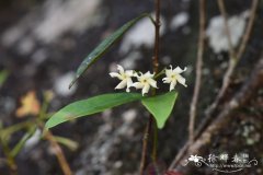 短柱络石Trachelospermum brevistylum