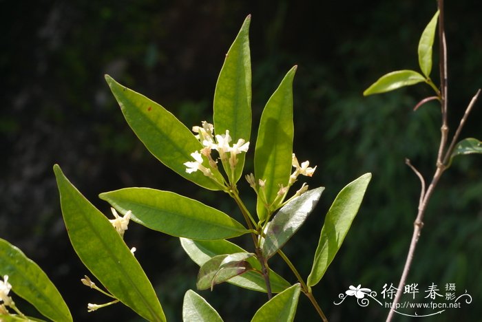 短柱络石Trachelospermum brevistylum