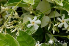 '花叶'络石Trachelospermum jasminoides 'Variegatum'