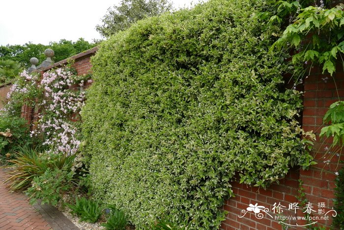 '花叶'络石Trachelospermum jasminoides 'Variegatum'