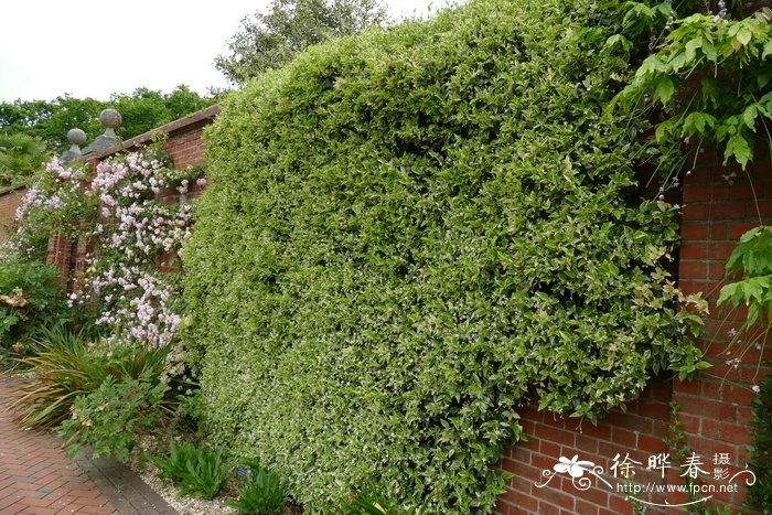 '花叶'络石Trachelospermum jasminoides 'Variegatum'