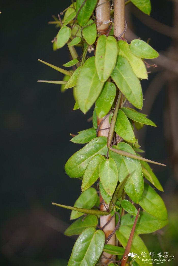 闷奶果Bousigonia angustifolia