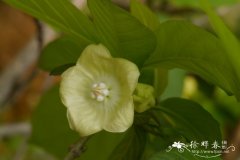 大纽子花Vallaris indecora