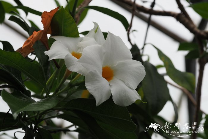 鸡蛋花藤 Mandevilla boliviensis