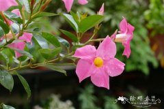 艳花飘香藤Mandevilla splendens