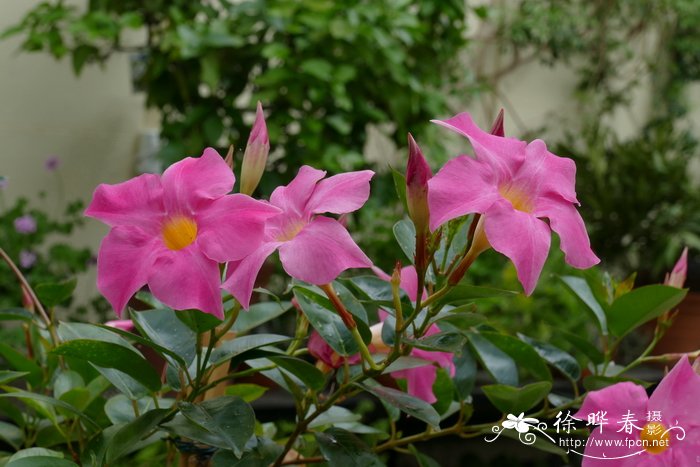 艳花飘香藤Mandevilla splendens