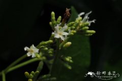 腰骨藤Ichnocarpus frutescens