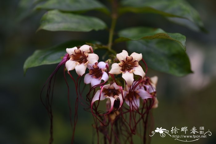 垂丝金龙藤 Strophanthus preussii